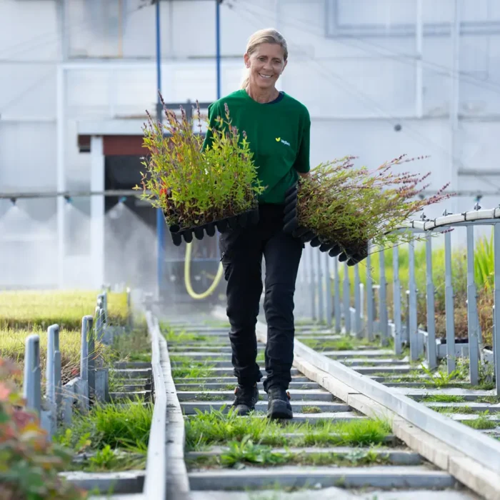 VegTech odling av ängsväxter