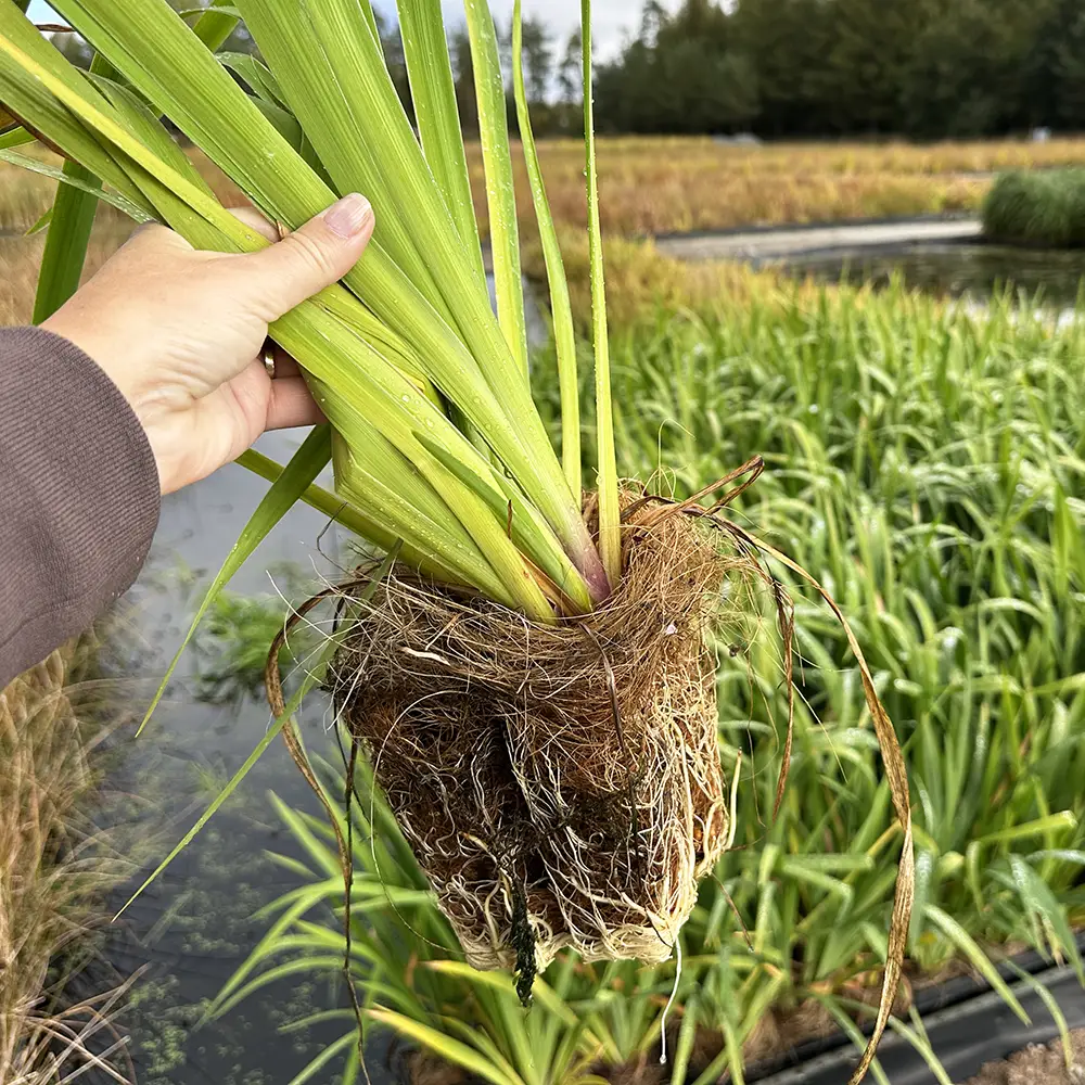 Maxipluggplanta odlas av VegTech