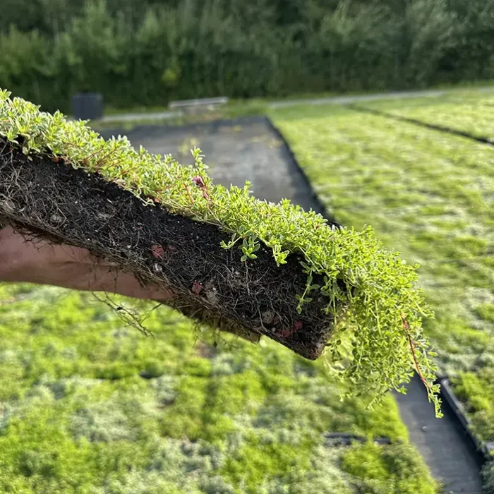 VegTechs perennodling