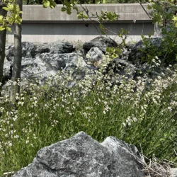 Silene uniflora, Strandglim