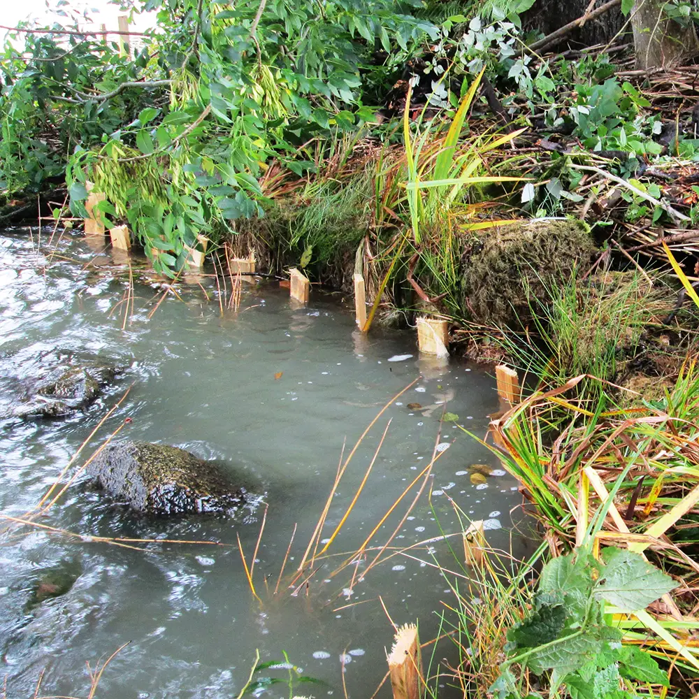 Strandrulle förankrad vid strandkant för att motverka erosion.