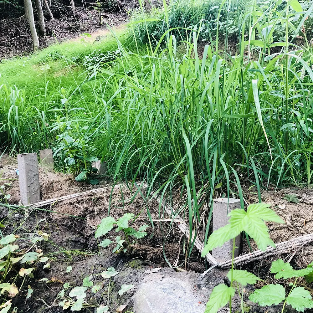 Strandrulle har förankrats längst ned i en skarp slänt som även säkrats upp med kokosnät