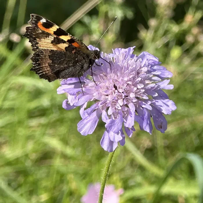 Fjäril besöker åkervädd