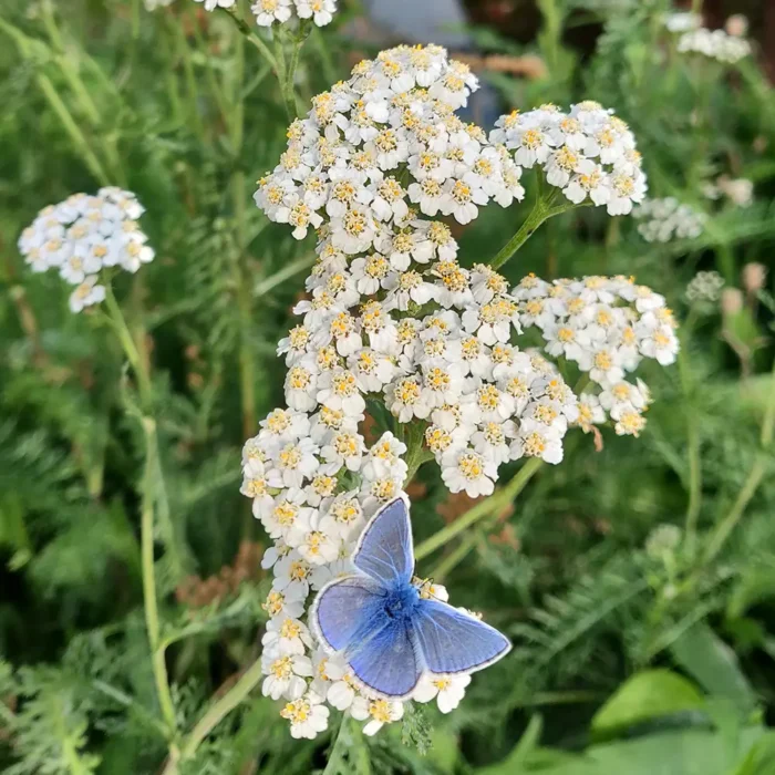 Fjäril besöker ängsväxt