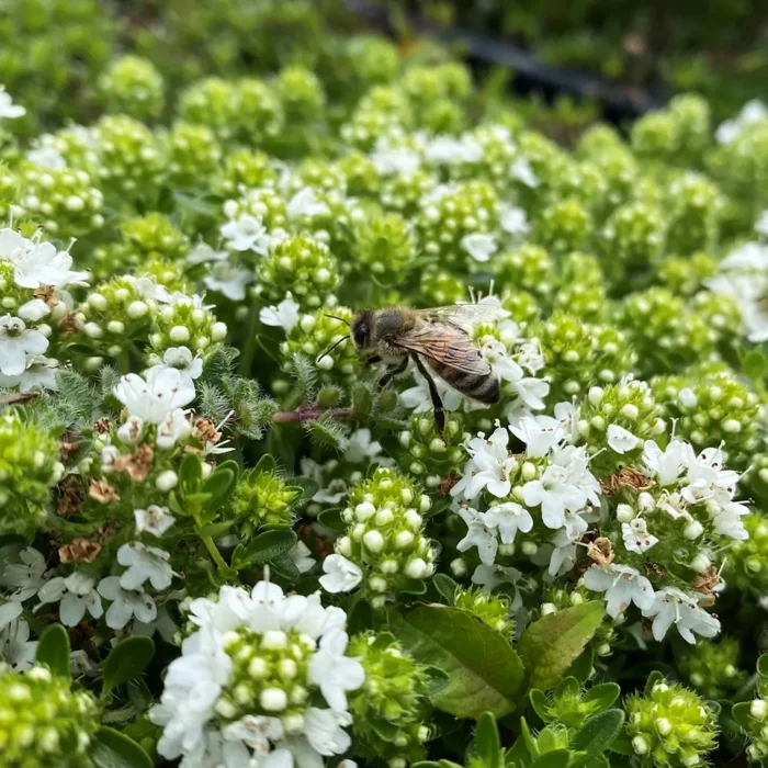Ett bi surrar runt timjanmattorna