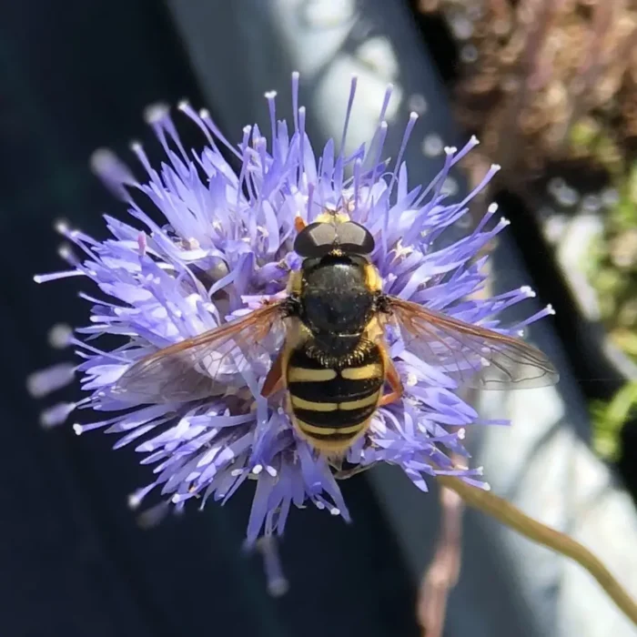 Ett bi surrar runt blåmunkar