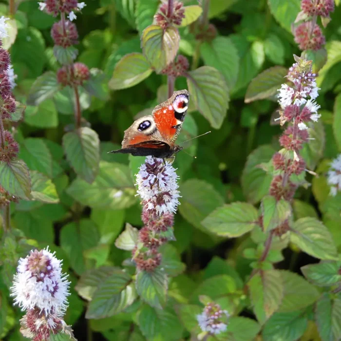 Fjäril besöker vattenmynta