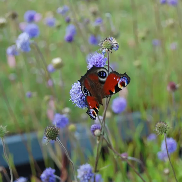 Fjäril besöker blåmunkar
