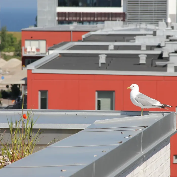 En nyfiken mås på takåsen