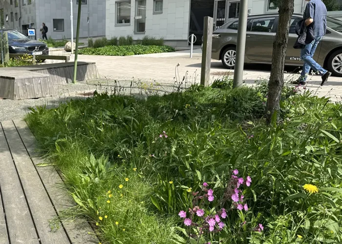 Örtrika ängar i människonära miljöer