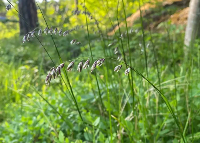 Melica nutans, Bergslok