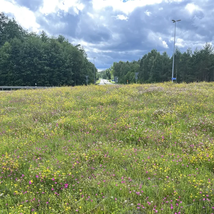 Saltäng ängsmatta från VegTech i rondell Osby