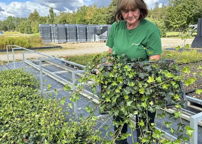 Perenner odlade i färdig matta med olika sorter.