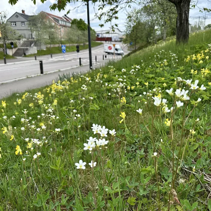 Saxifraga granulata, Mandelblomma och Primula veris, Gullviva