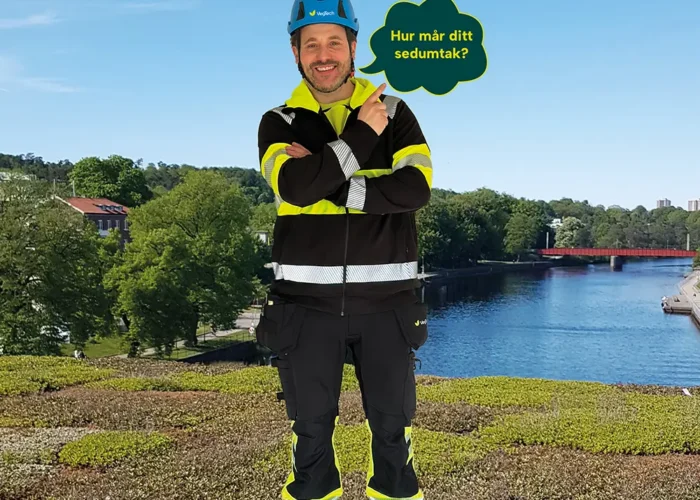 Hur mår ditt sedumtak