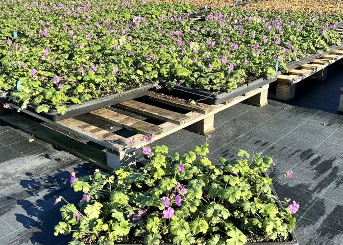Perennmatta Geranium