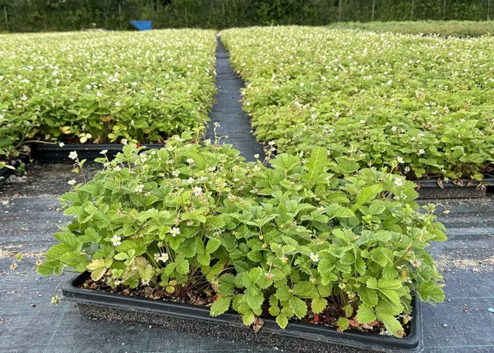 Perennmatta Månadssmultron