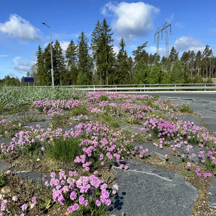 Armeria maritima-Trift är en ängsväxt som blommar tidigt på våren och odlas av VegTech