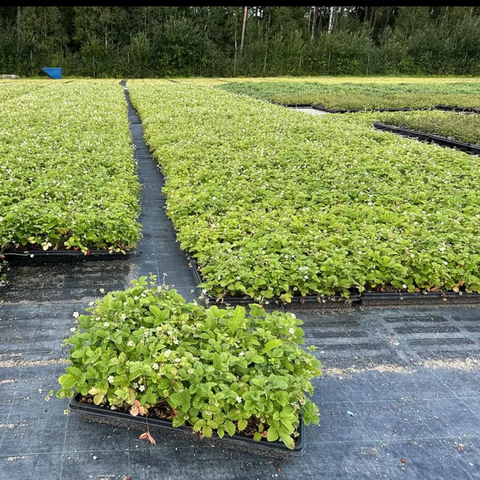 Perennmatta odlas av VegTech. På bilden ser du smultronmatta