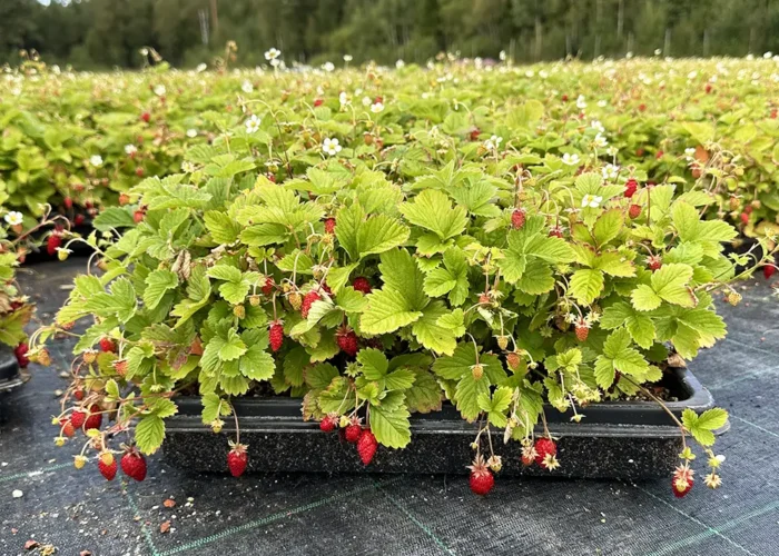 Månadssmultron som perennmatta odlas av VegTech