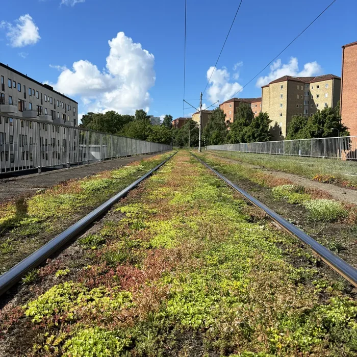 Sedum i spårmiljö Göteborg