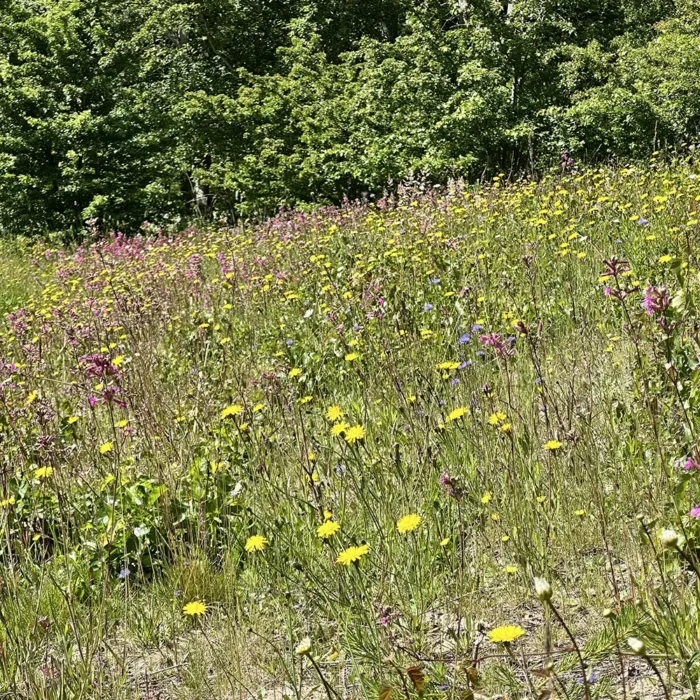 Biparadiset i Växjö