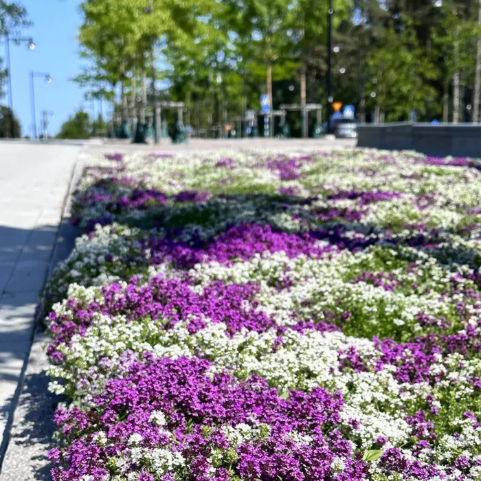 Thymus mix är vår Perennmatta som passar i trafikmiljöer, rabatter, slänter mm