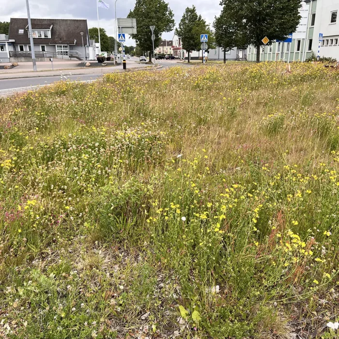 Ängsmatta i rondell