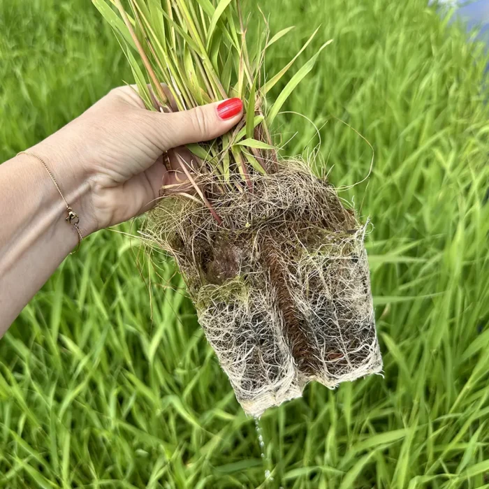 VegTech odlar två olika kvaliteter på pluggplantor