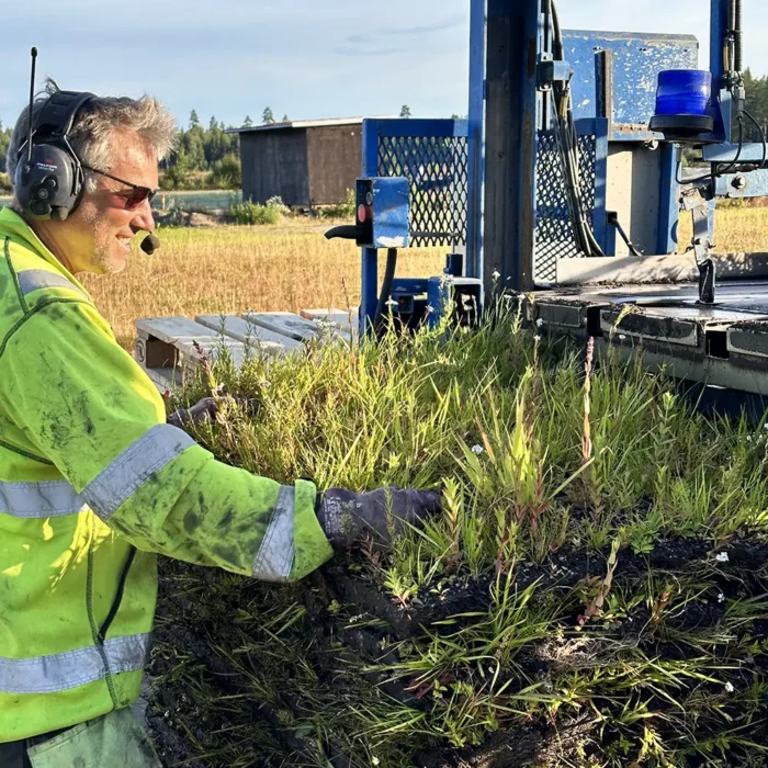 Leverans av fukttålig ängsmatta från frilandsodlingen