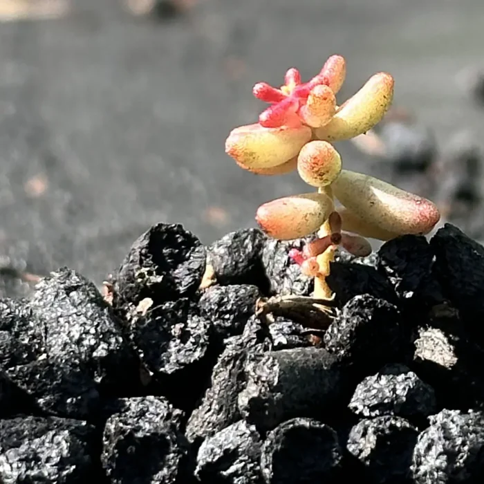 Biokol VegTech
