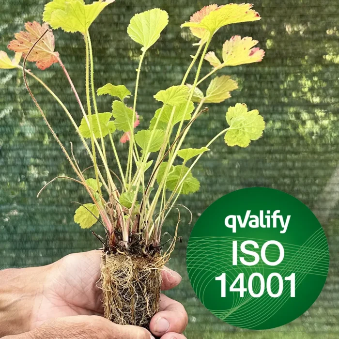 ISO 14001:2015