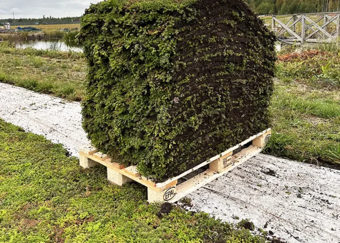 Leverans av sedummatta från VegTech
