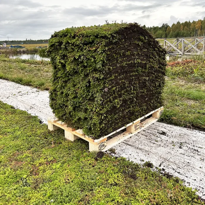 Leverans av sedummatta från VegTech