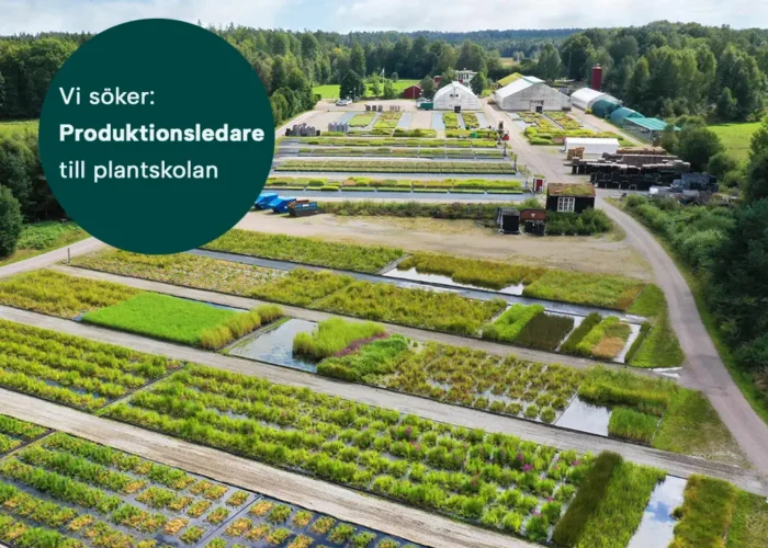 Nu söker vi en produktionsledare som vill ta över ansvaret för vår plantskola i Vislanda