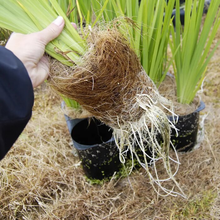 Maxiplugplanter dyrkes af VegTech