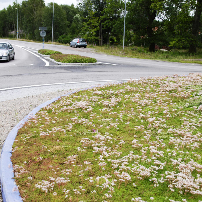 VegTech sedummåtte med biokul
