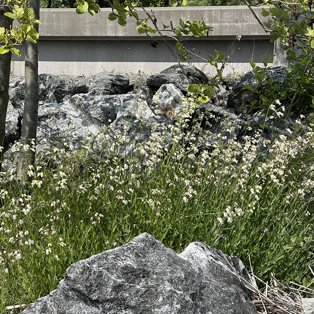 Silene uniflora, Strand-limurt