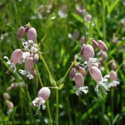 Silene uniflora, Strand-limurt