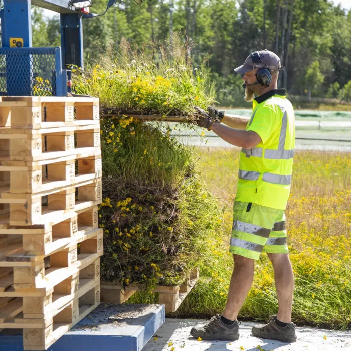 Upptagning av ängsmattor på Veg Tech