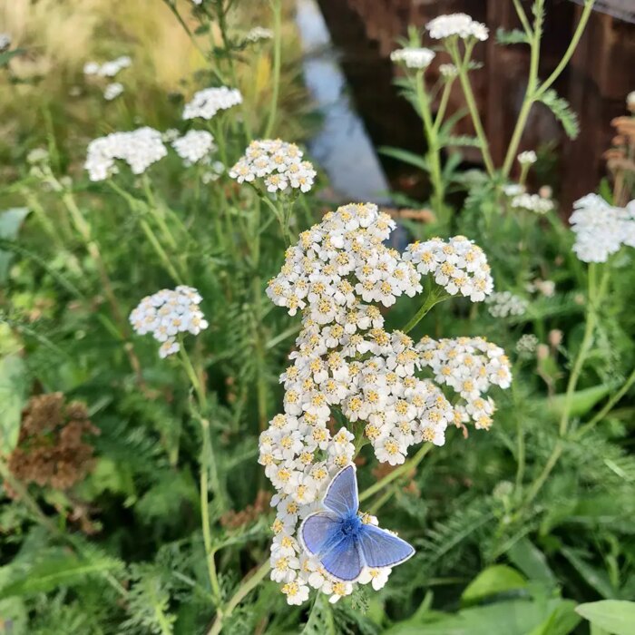 Achillea ptarmica, Nyse røllike