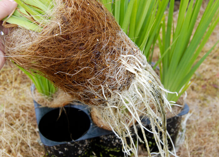Maxiplugplanter