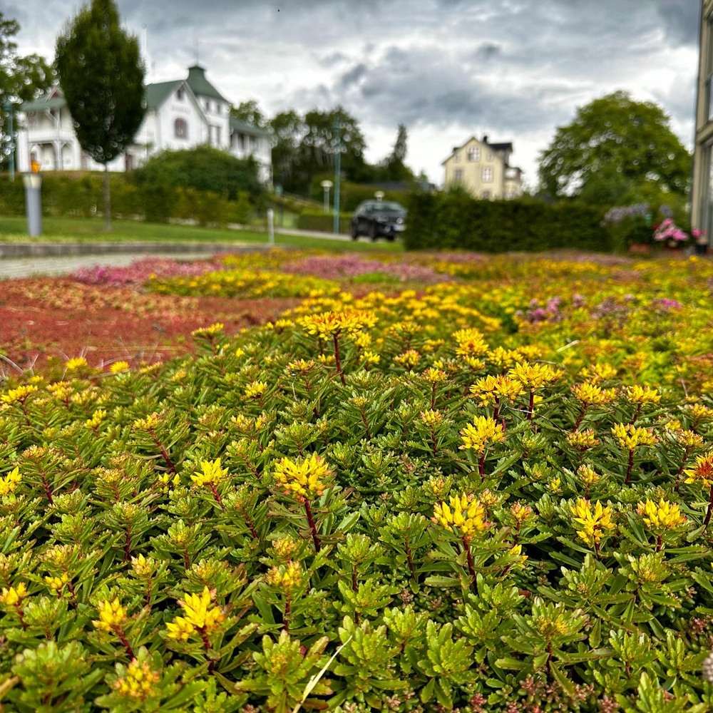 Sedum anvendes som vegetation på jorden