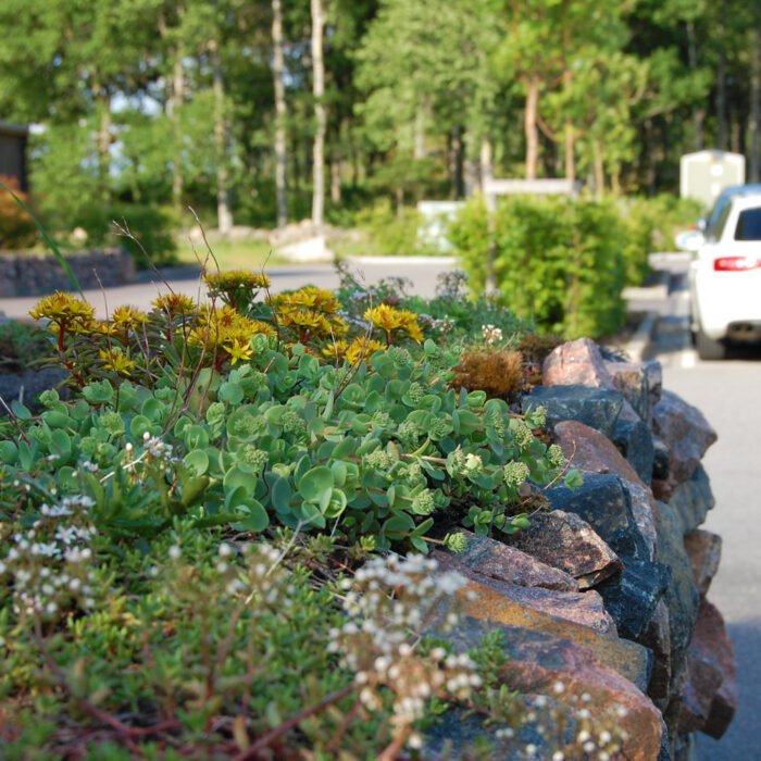 Vegetation på stendige