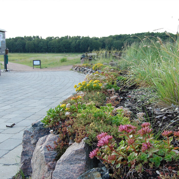 Sedum og Vegetation på stendige