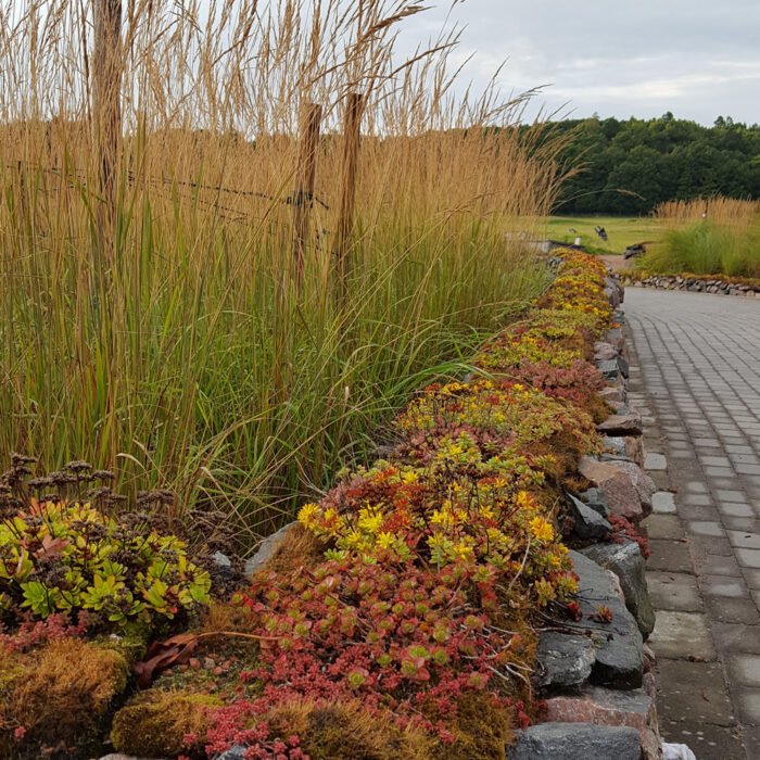 Sedum og Vegetation på stendige