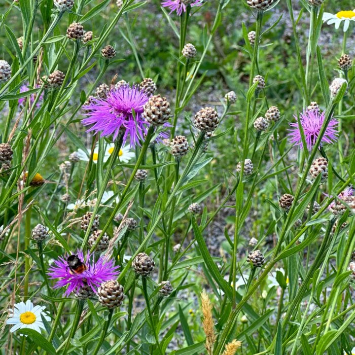 Centaurea jacea, Alm. knopurt