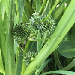 Sparganium erectum L, Grenet pindsvineknop