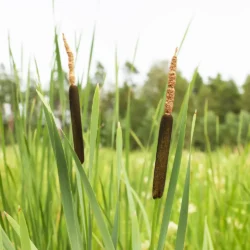 Typha angustifolia, Smalbladet dunhammer