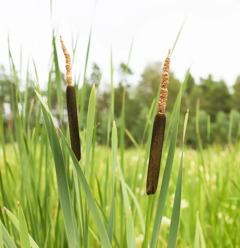 Typha angustifolia, Smalbladet dunhammer